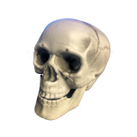 Plastic Skull